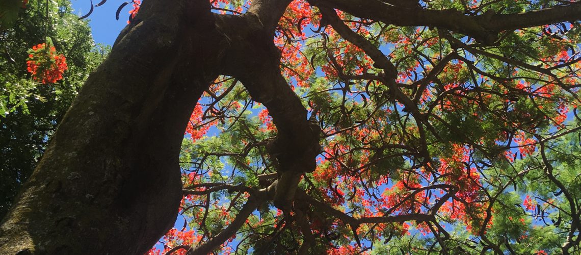 Maui-Tree-The-Happy-Body-featured