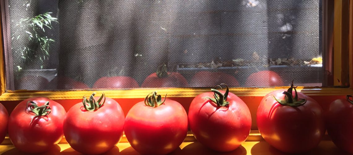 A bunch of tomatoes in a windowsill